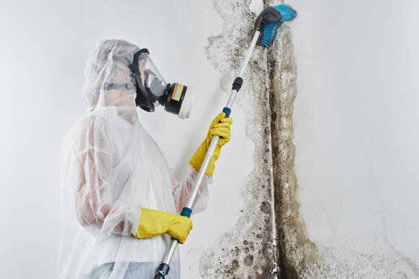 Best Professional Mold Removal  in Milton, LA