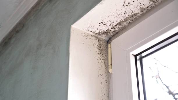 Best Toxic Mold Removal  in Milton, LA