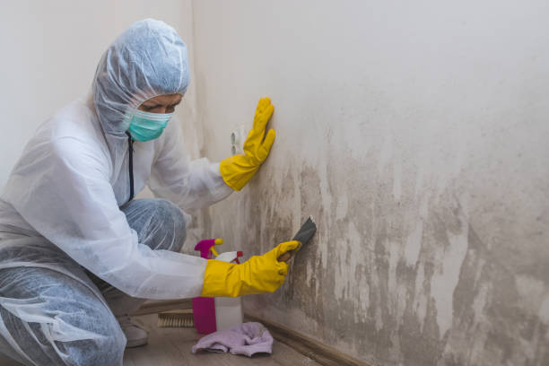 Best Commercial Mold Removal  in Milton, LA