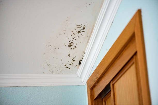 Best Mold Testing  in Milton, LA