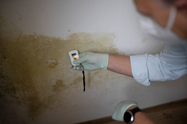 Best Crawl Space Mold Removal  in Milton, LA