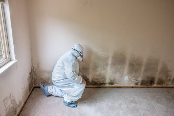 Best Mold Testing and Removal  in Milton, LA