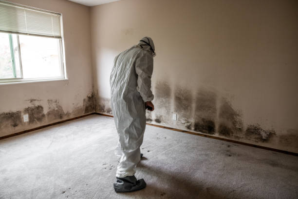 Best Mold Remediation  in Milton, LA