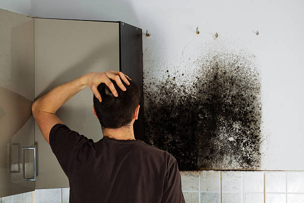 Best Home Mold Removal  in Milton, LA