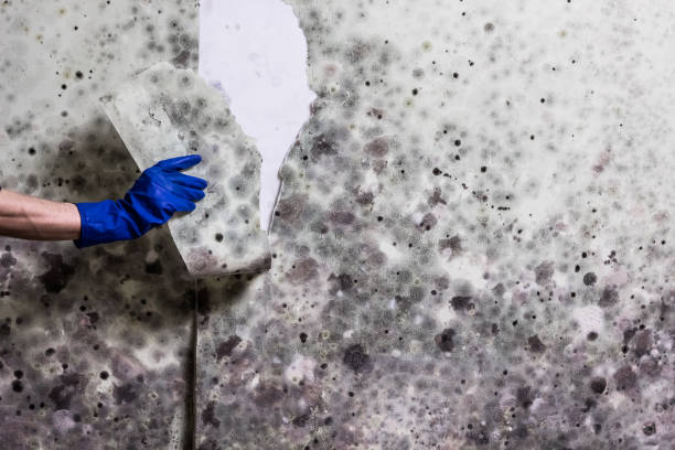 Best Fast Mold Removal  in Milton, LA
